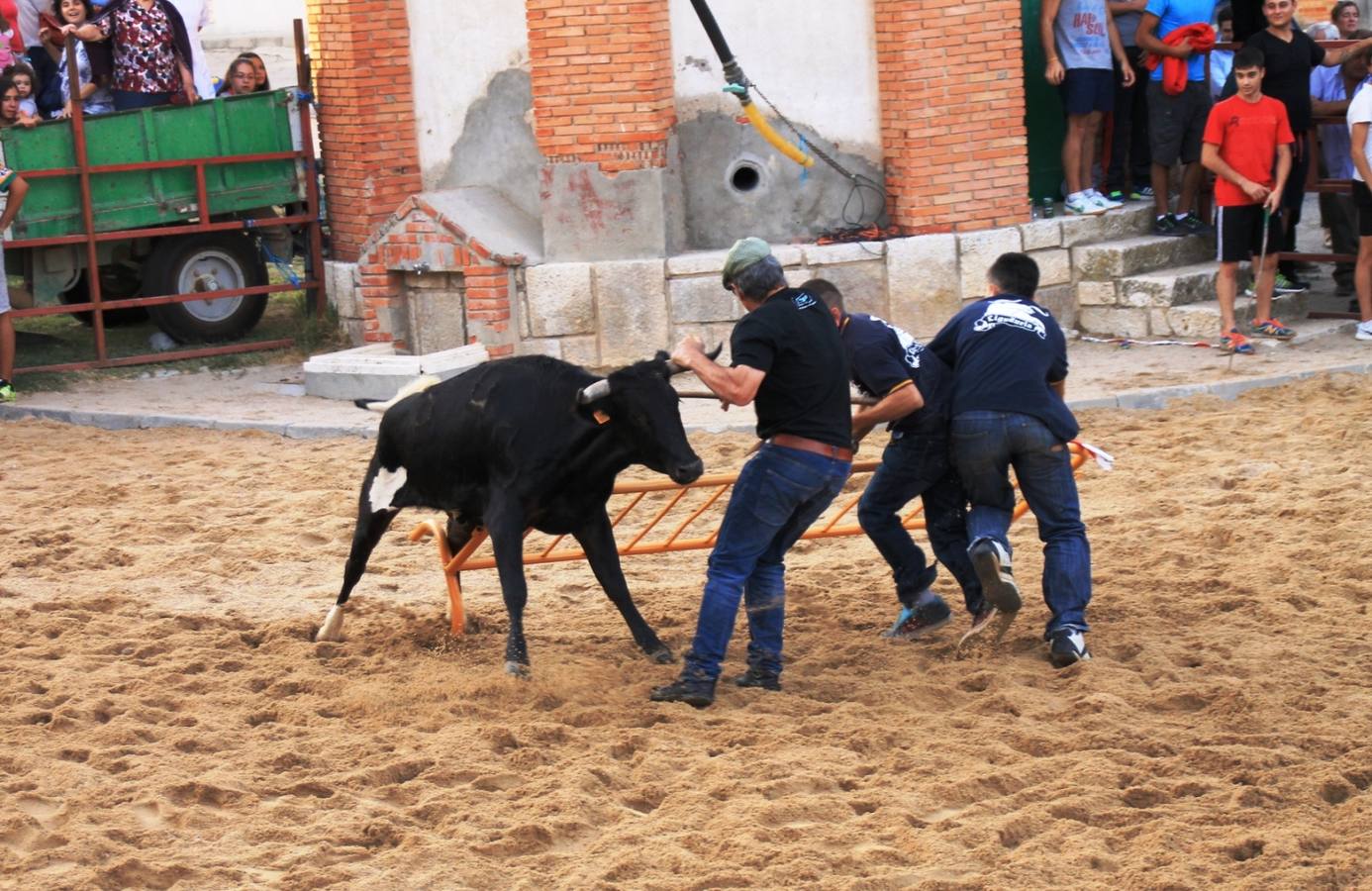 Segundo encierro de las fiestas de Ciguñuela