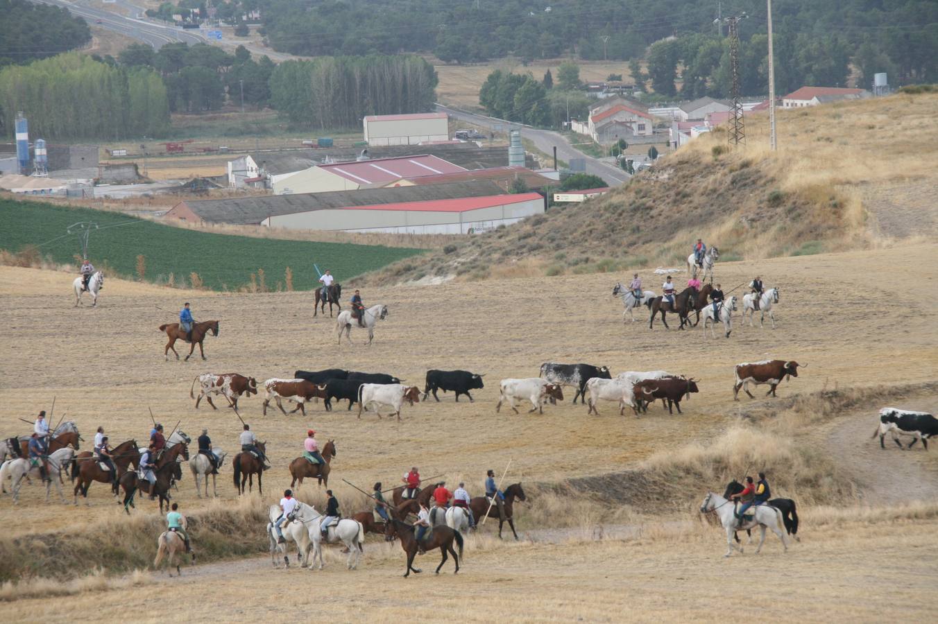 Segundo encierro de las fiestas de Cuéllar (Segovia)