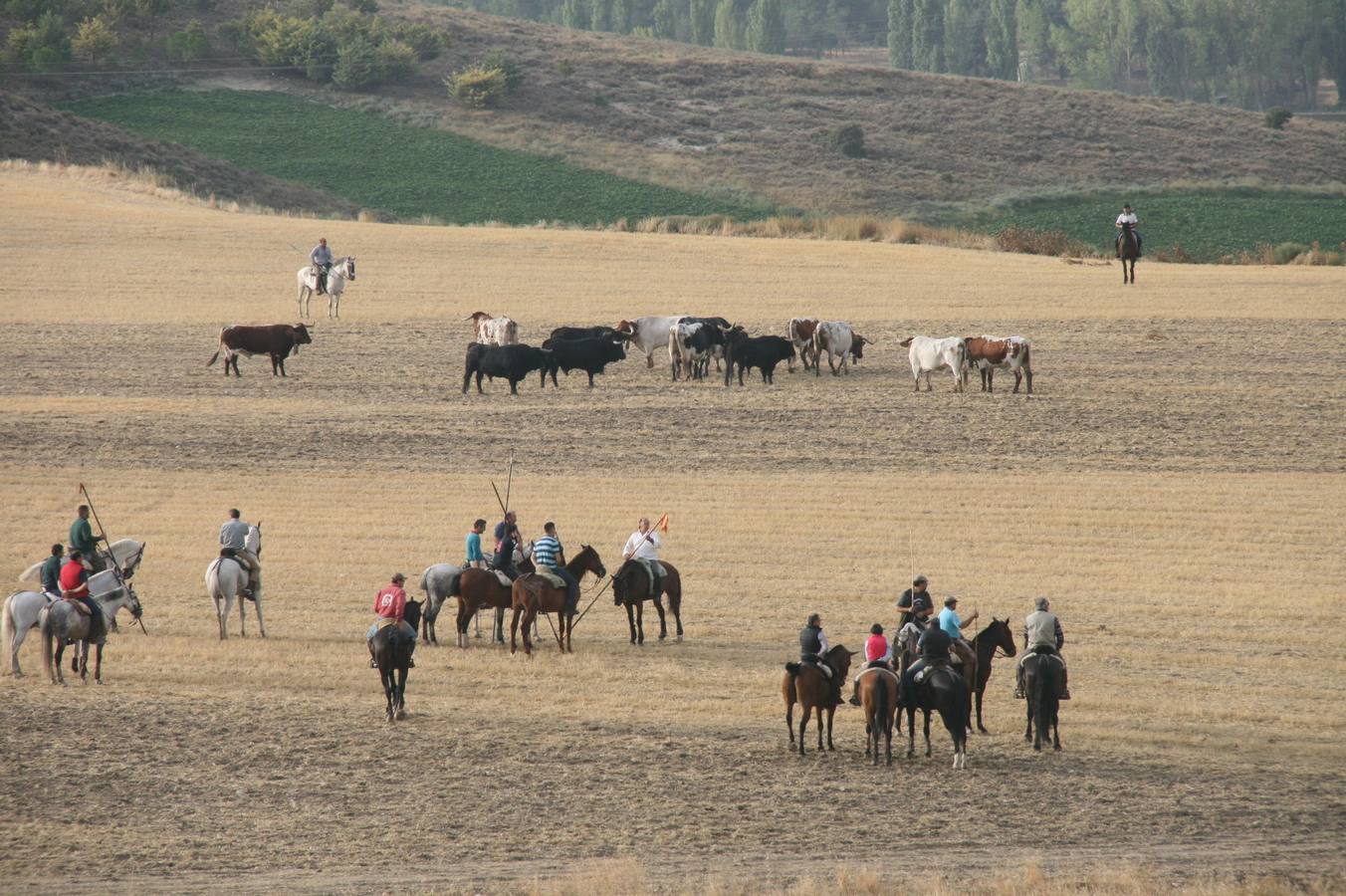 Segundo encierro de las fiestas de Cuéllar (Segovia)