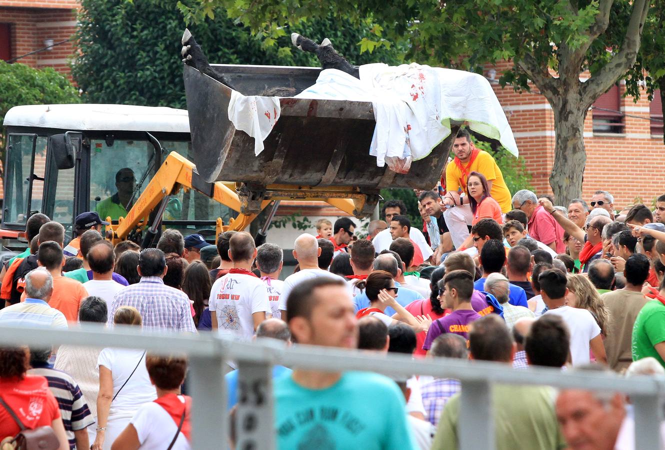 Segundo encierro de las fiestas de Cuéllar (Segovia)