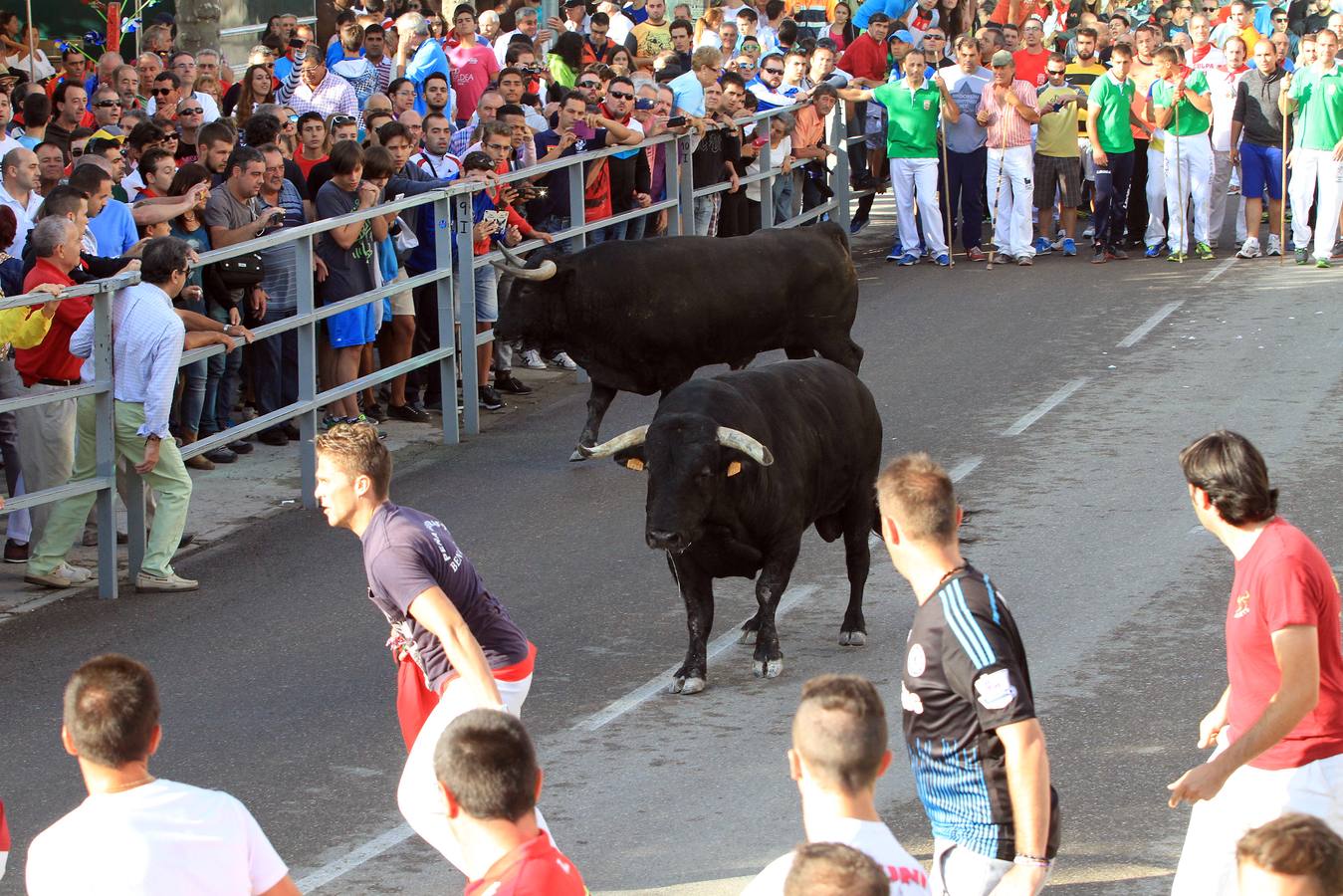 Cuarto encierro de las fiestas de Cuéllar (Segovia)