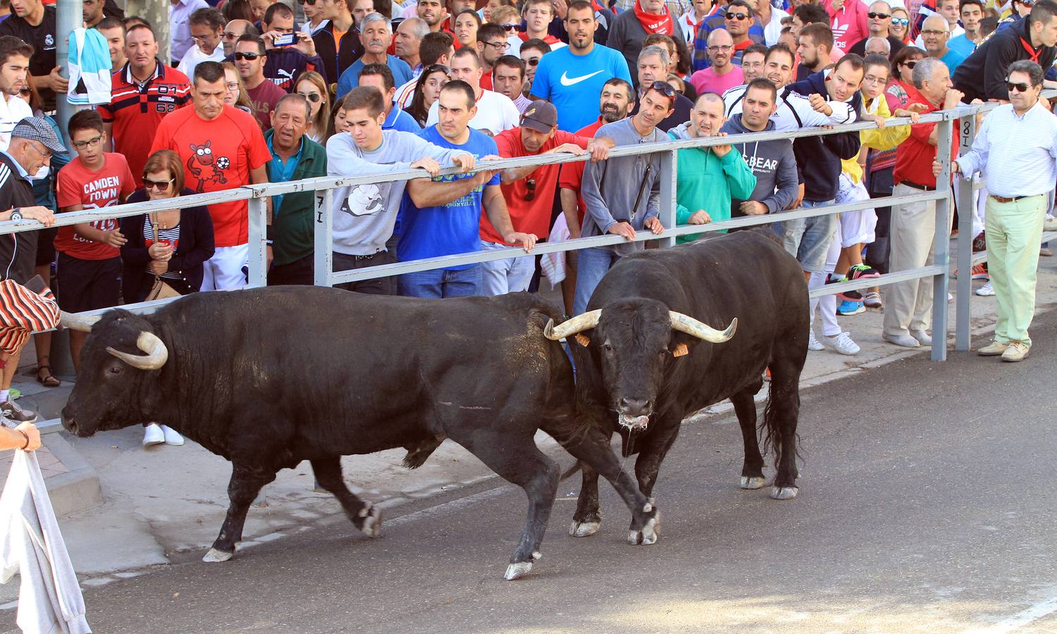 Cuarto encierro de las fiestas de Cuéllar (Segovia)
