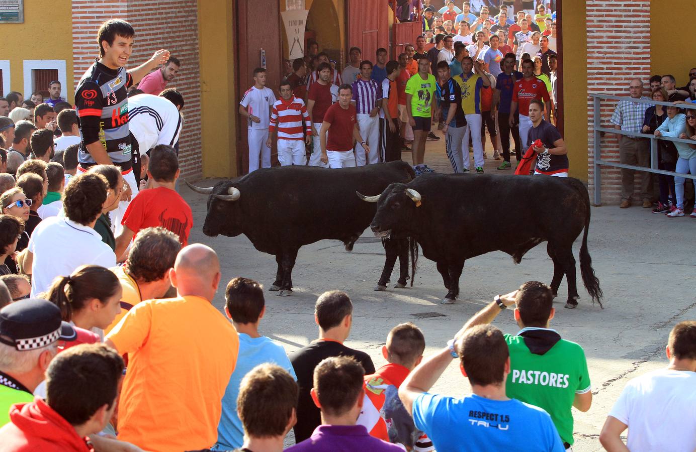 Cuarto encierro de las fiestas de Cuéllar (Segovia)