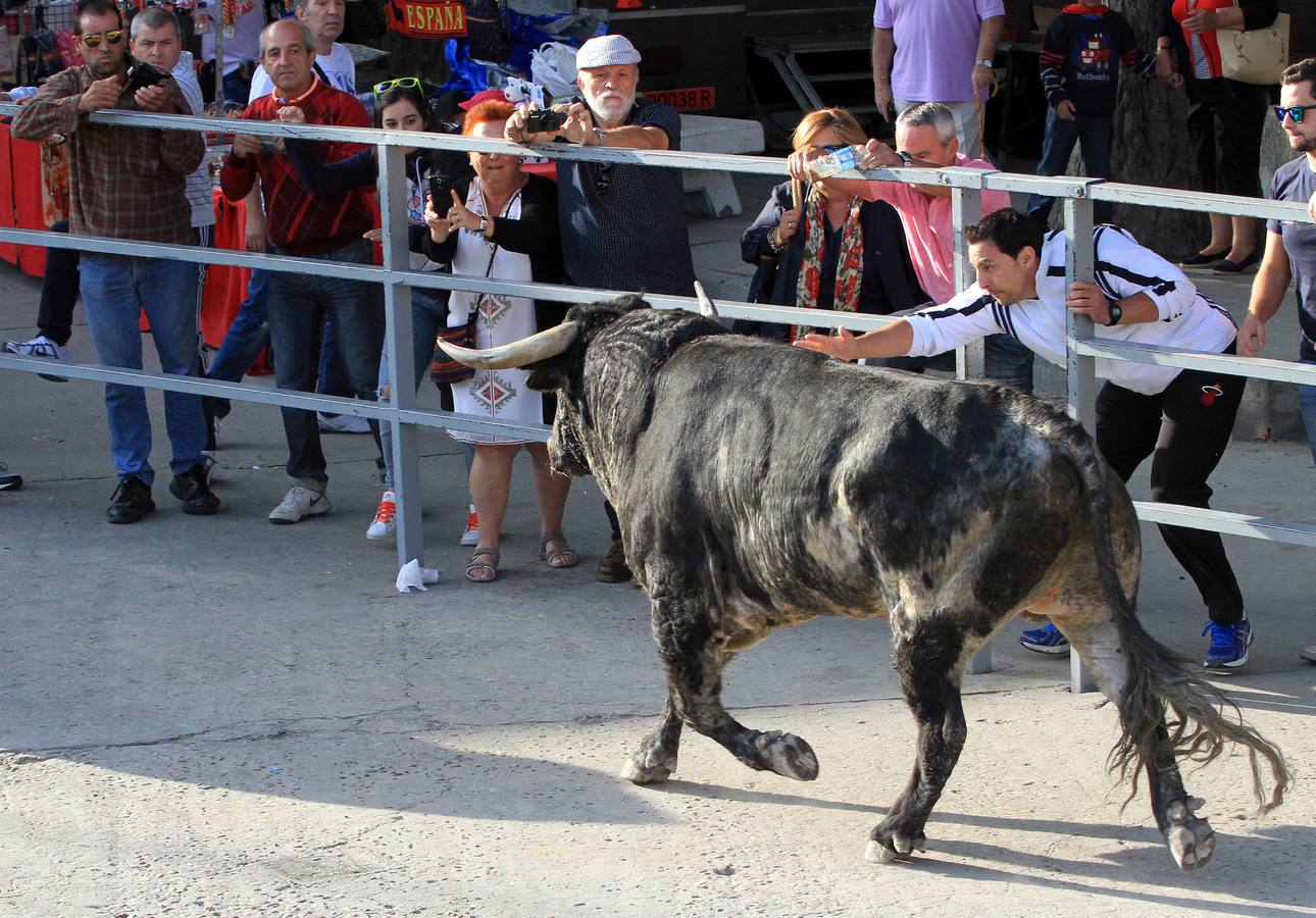 Cuarto encierro de las fiestas de Cuéllar (Segovia)