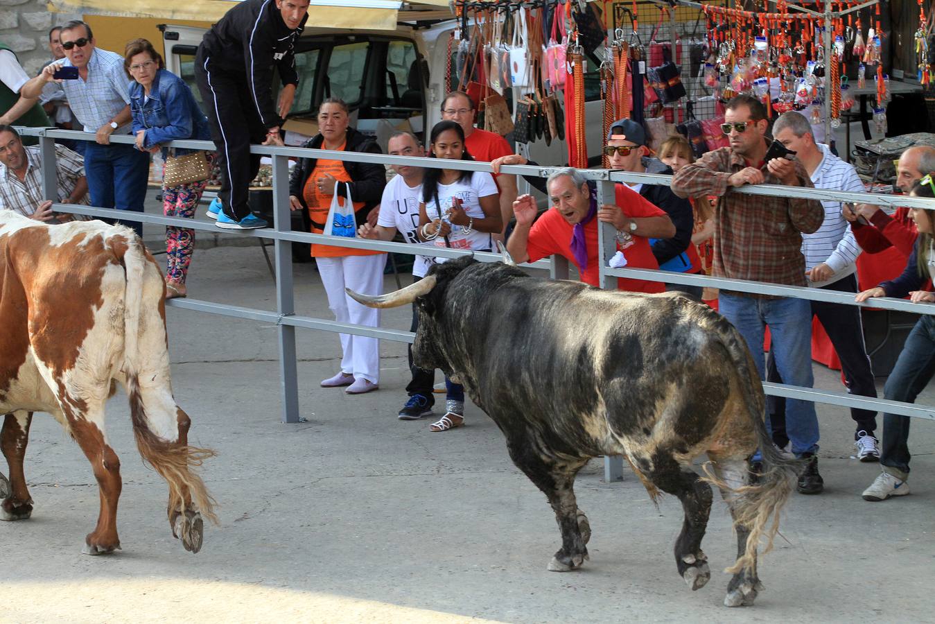 Cuarto encierro de las fiestas de Cuéllar (Segovia)
