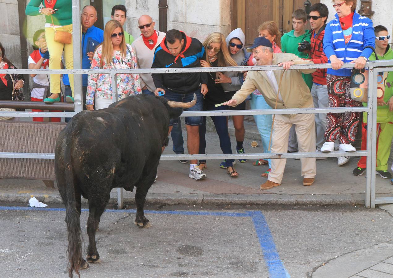 Quinto y último encierro de las fiestas de Cuéllar (Segovia)