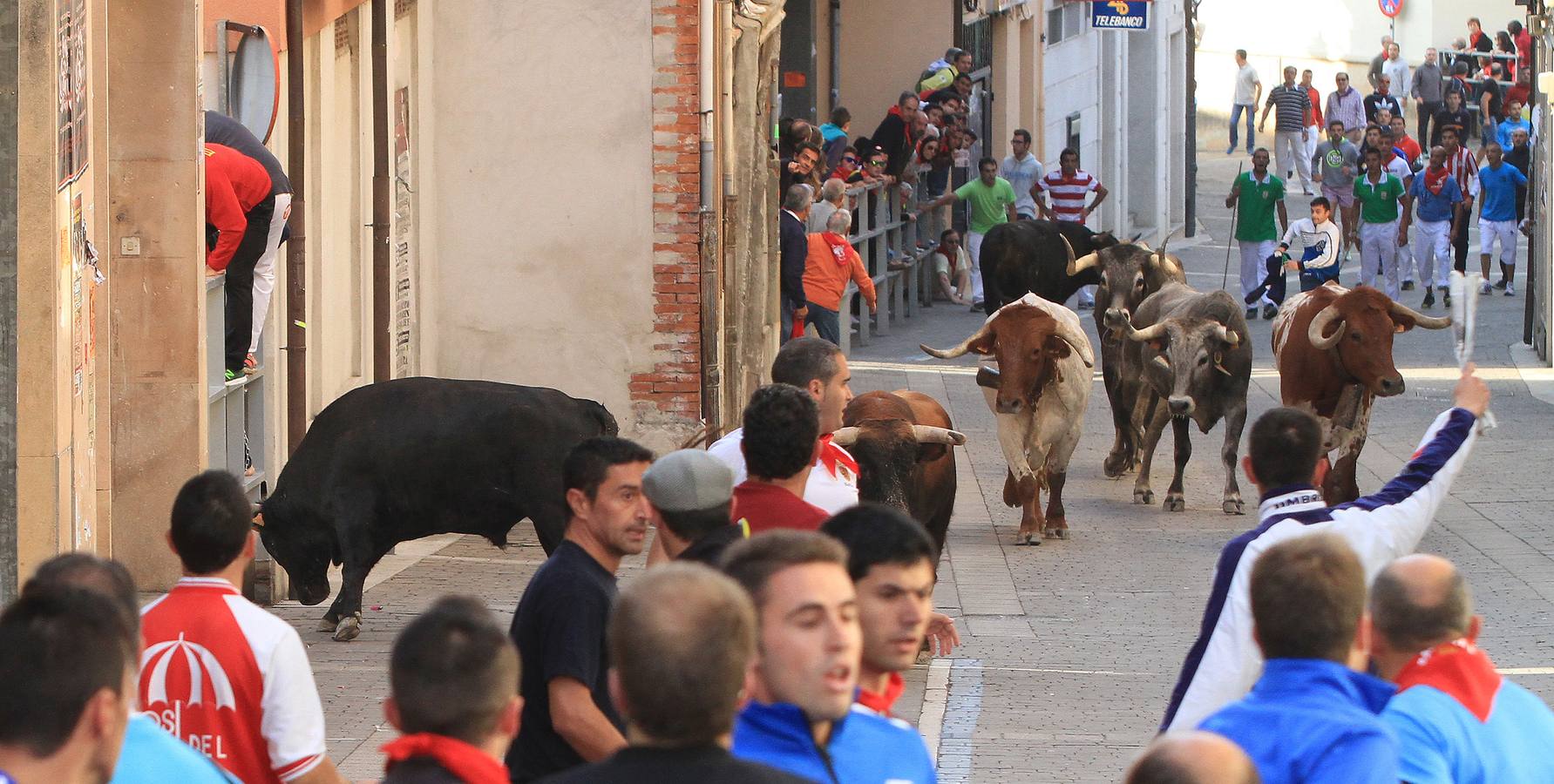 Quinto y último encierro de las fiestas de Cuéllar (Segovia)