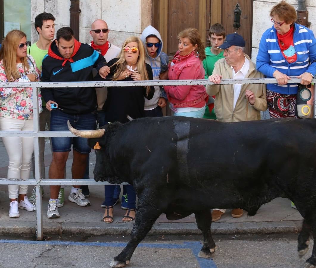 Quinto y último encierro de las fiestas de Cuéllar (Segovia)