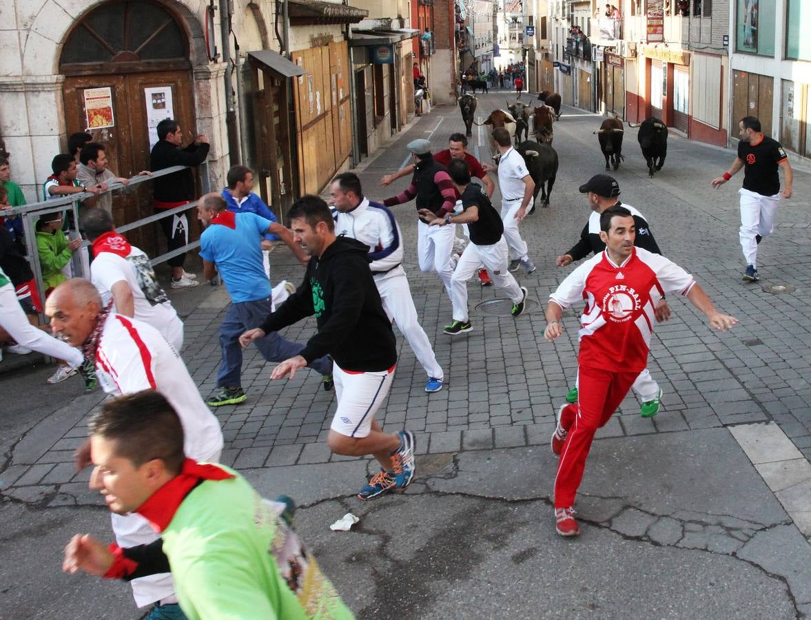 Quinto y último encierro de las fiestas de Cuéllar (Segovia)