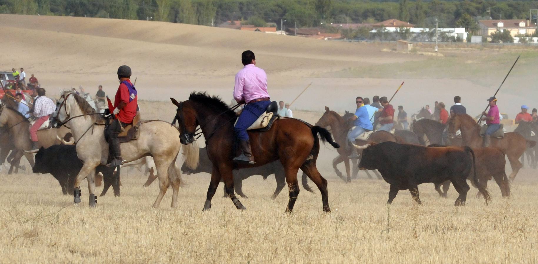 Segundo encierro de las fiestas de Medina del Campo 2015
