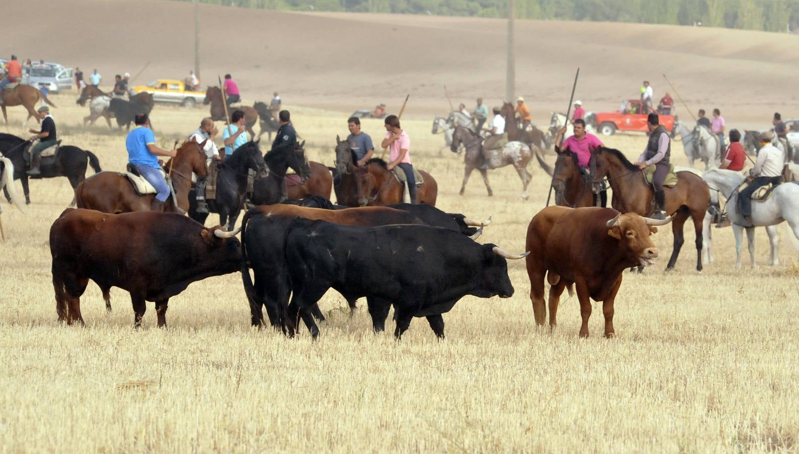 Segundo encierro de las fiestas de Medina del Campo 2015