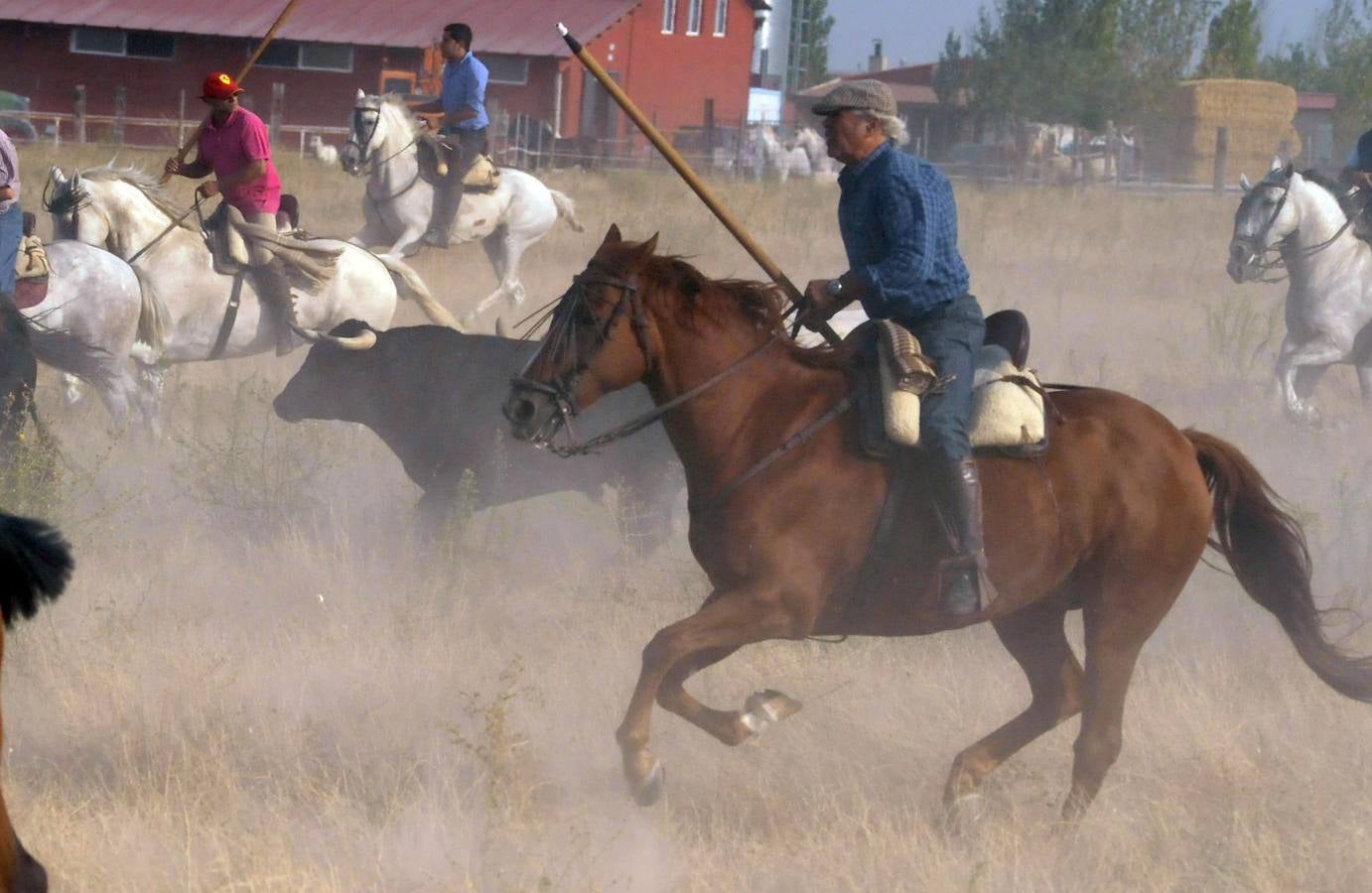 Segundo encierro de las fiestas de Medina del Campo 2015