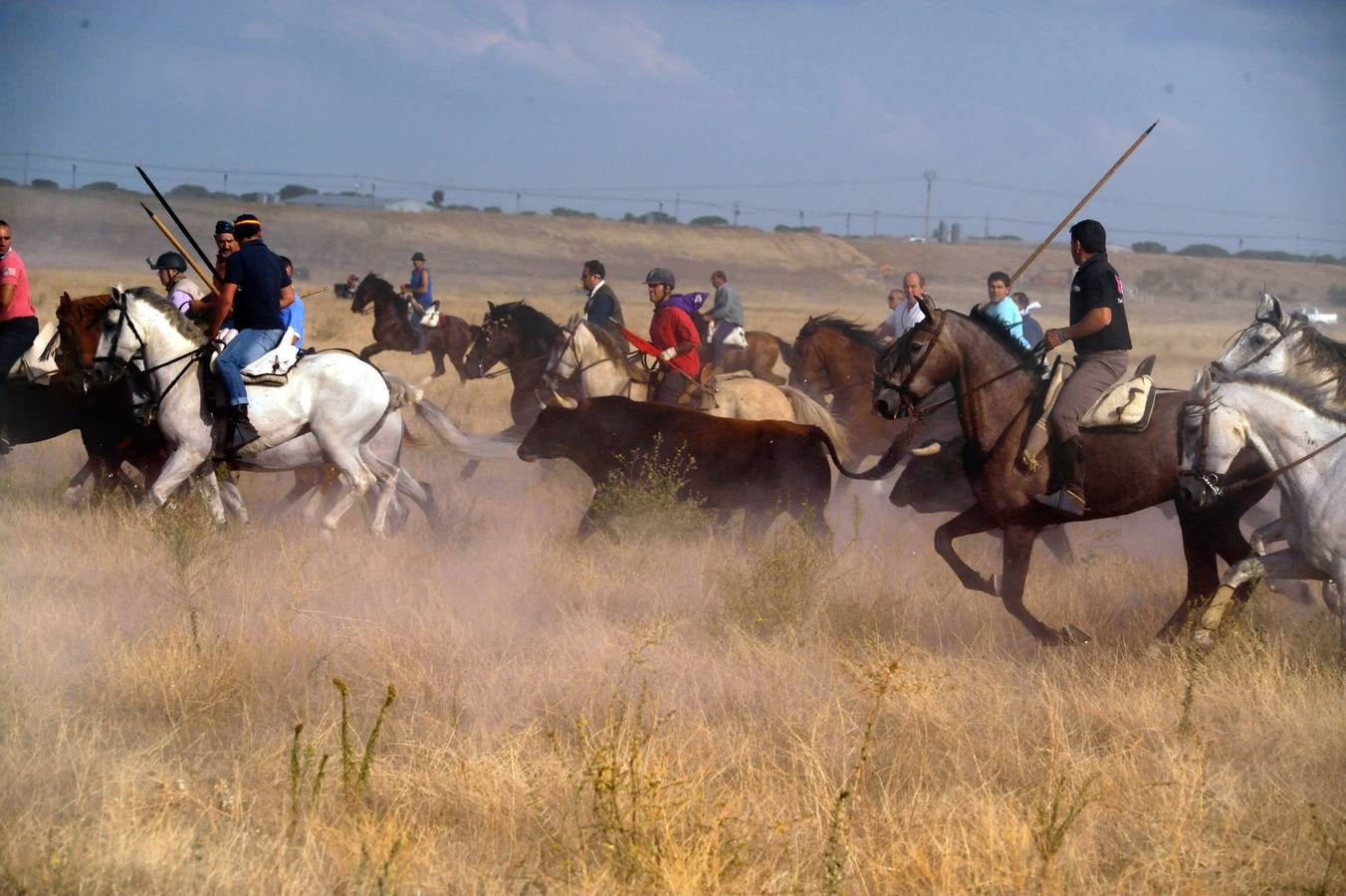 Segundo encierro de las fiestas de Medina del Campo 2015