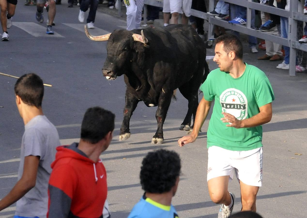 Segundo encierro de las fiestas de Medina del Campo 2015