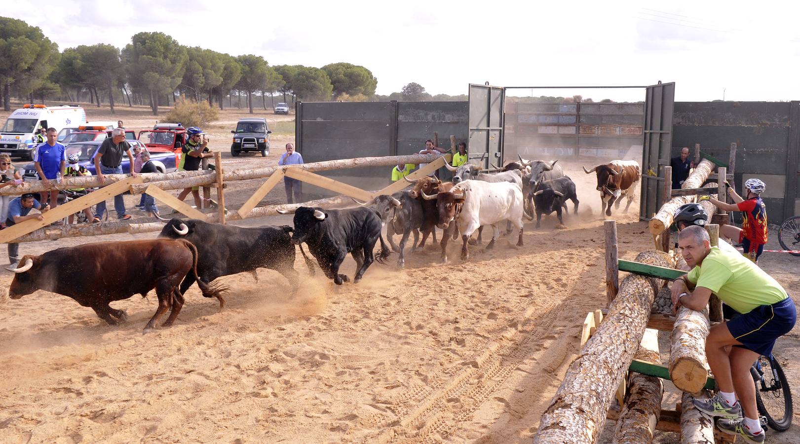 Segundo encierro de las fiestas de Medina del Campo 2015