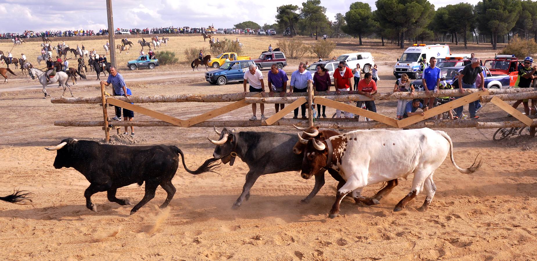 Segundo encierro de las fiestas de Medina del Campo 2015