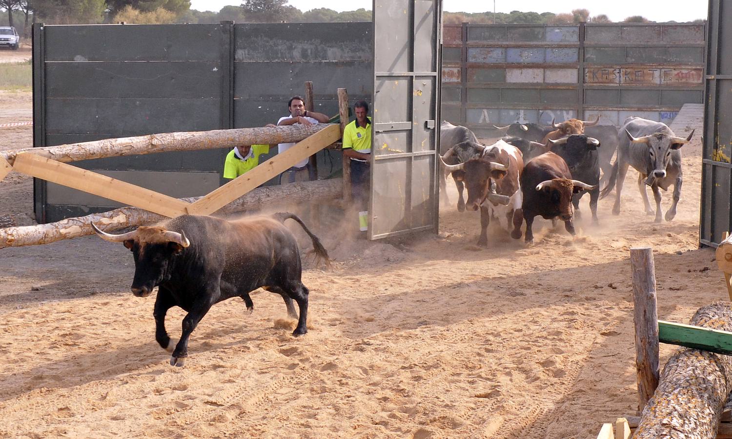 Segundo encierro de las fiestas de Medina del Campo 2015