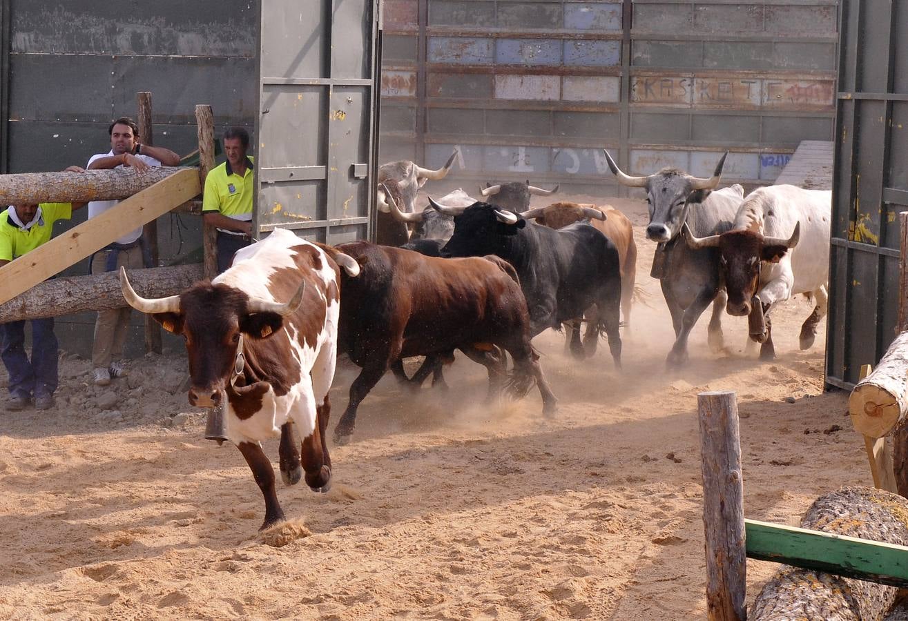 Segundo encierro de las fiestas de Medina del Campo 2015