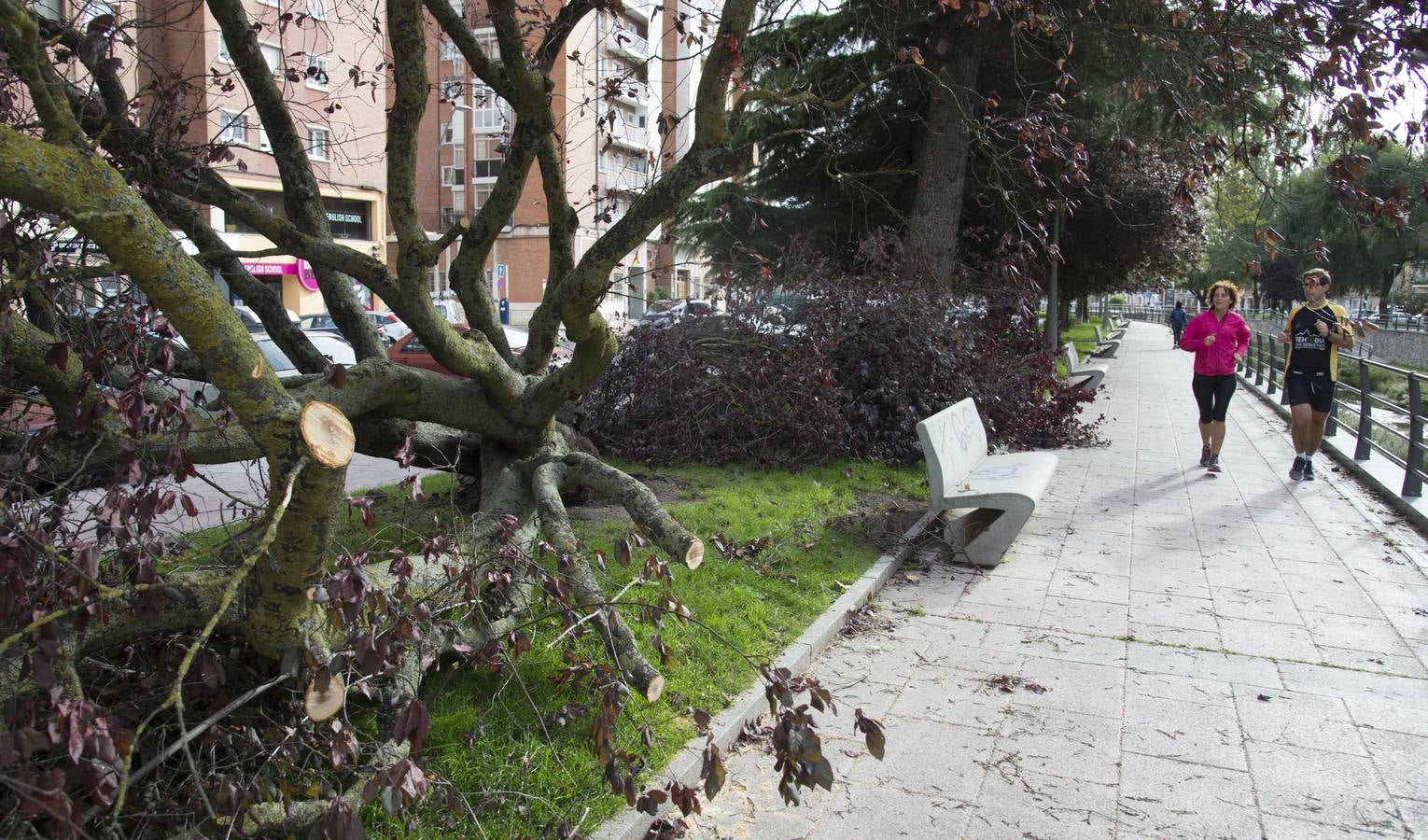 Árboles caídos en Burgos a causa del fuerte viento.