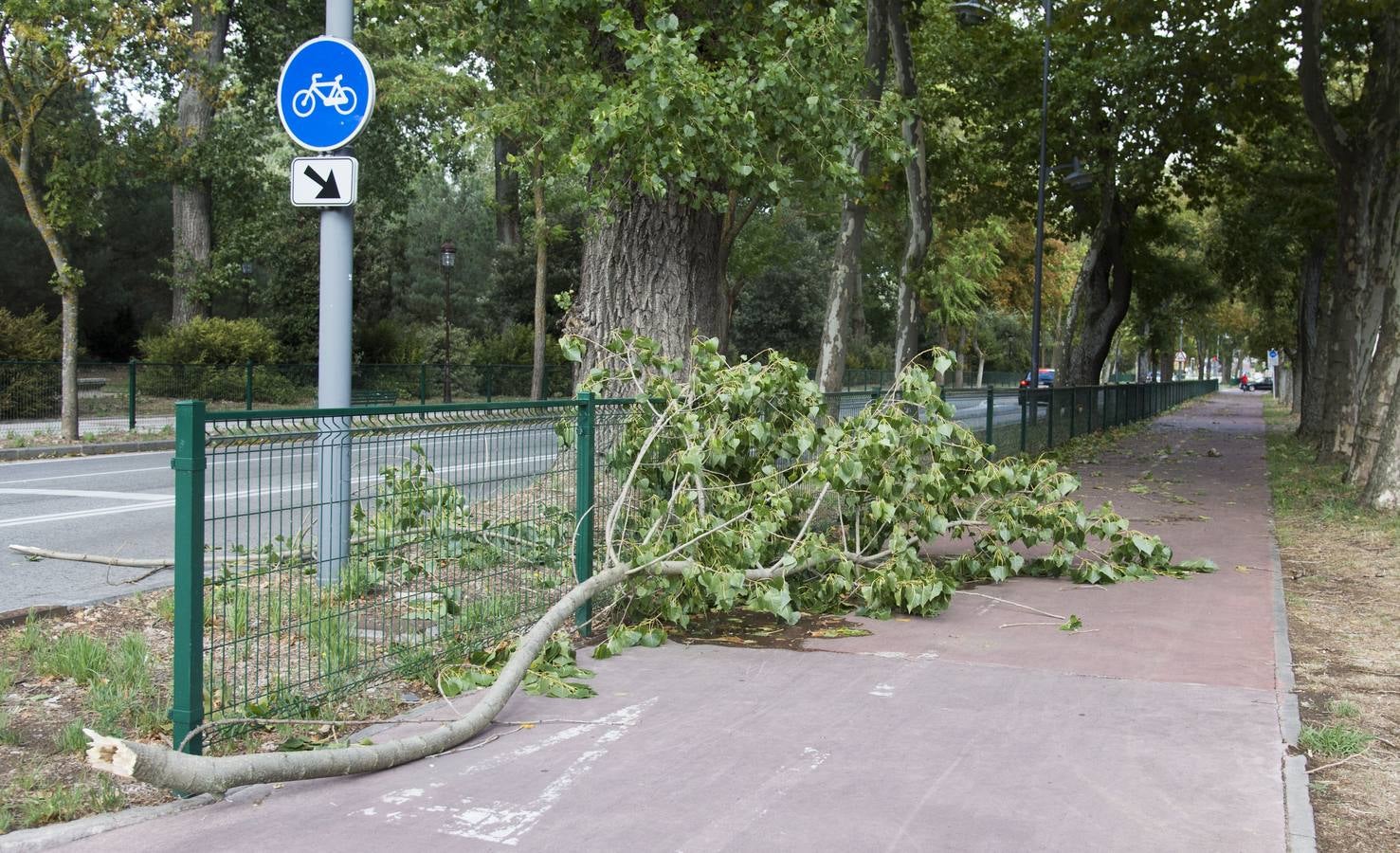 Árboles caídos en Burgos a causa del fuerte viento.