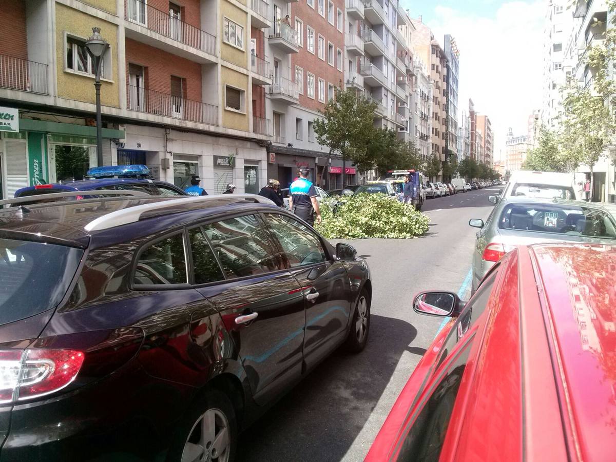 Los bomberos retiran un árbol arrancado por el viento en la calle Gamazo de Valladolid.