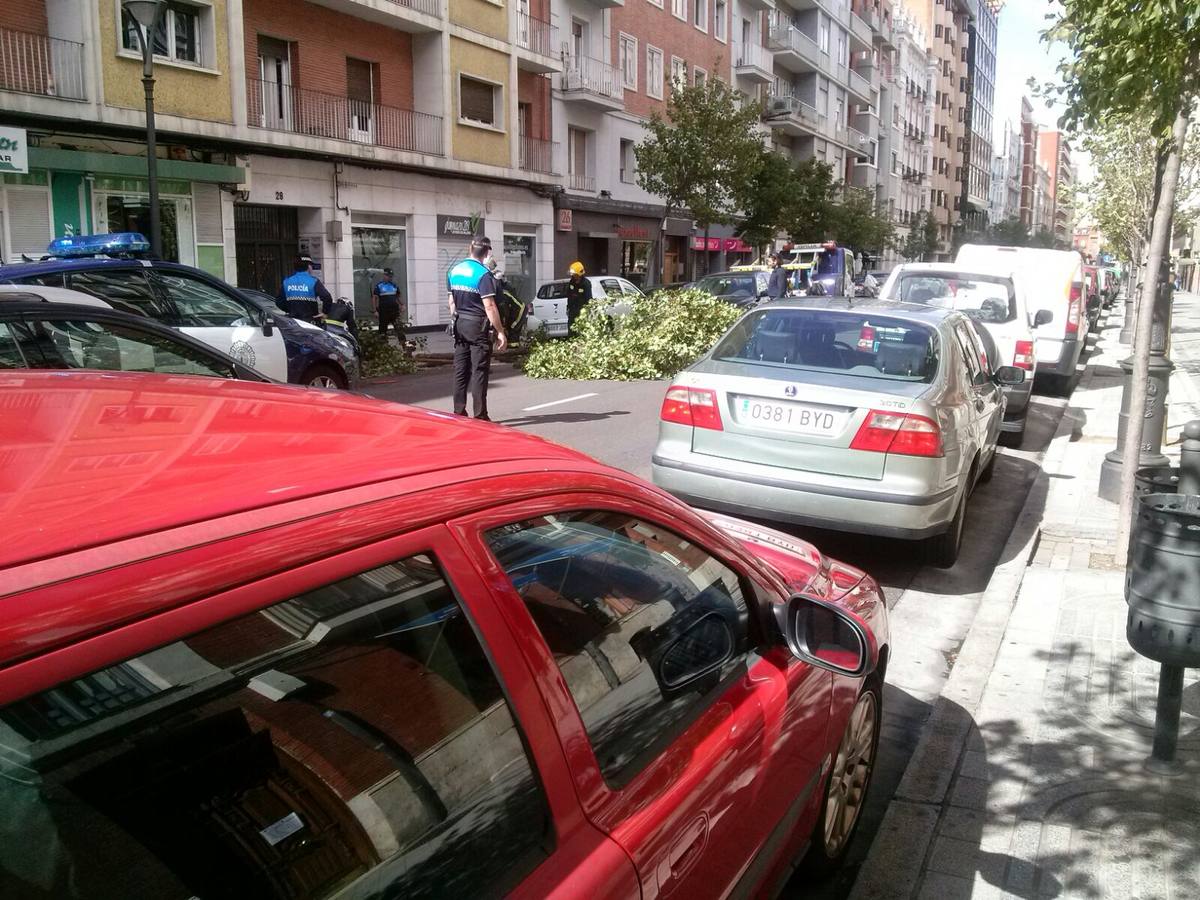 Los bomberos retiran un árbol arrancado por el viento en la calle Gamazo de Valladolid.