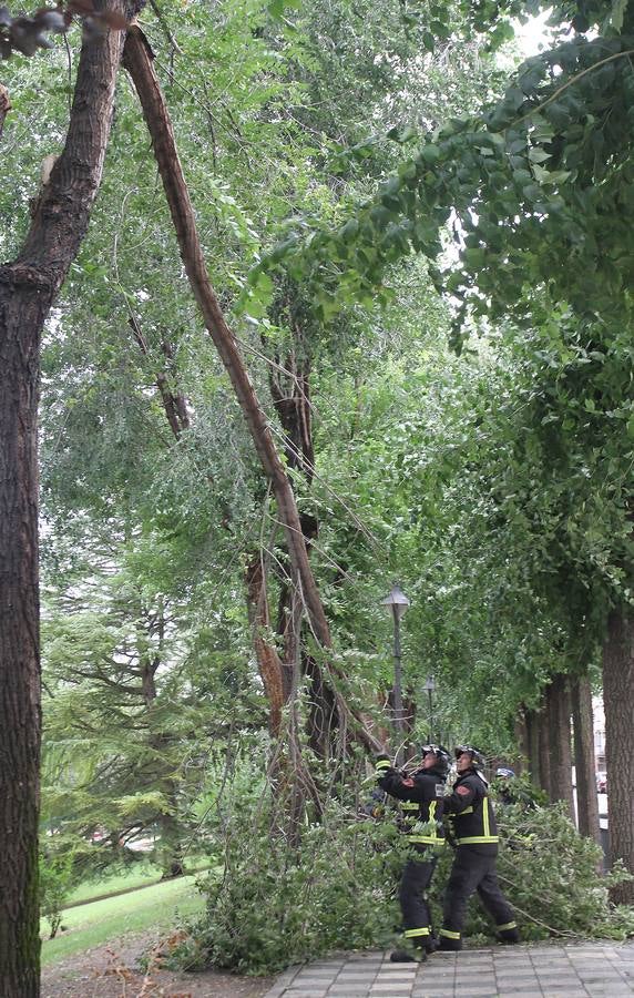 Bomberos retiran ramas arrancadas por el viento en el parque Huertas del Obispo en la capital palentina.