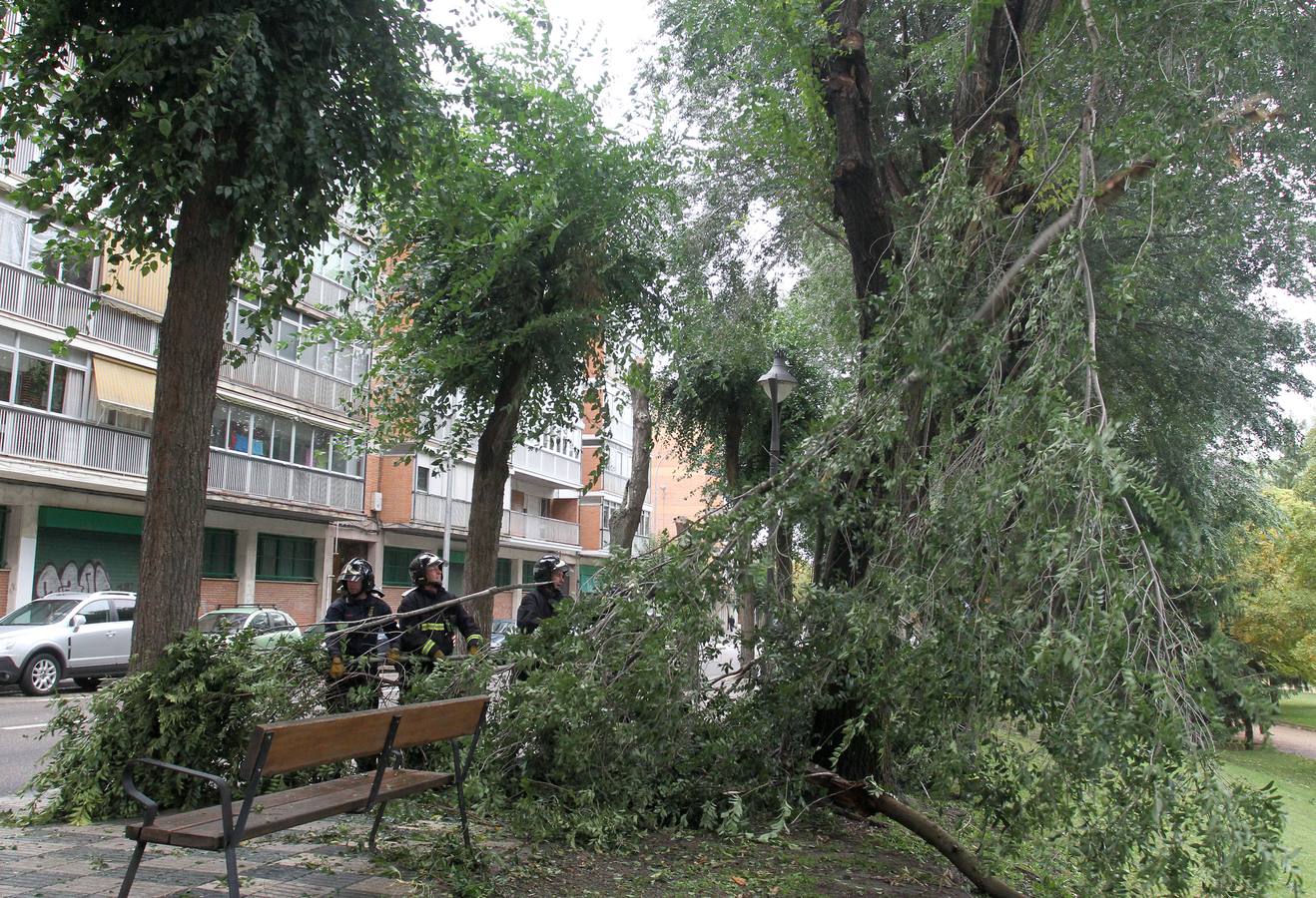 Bomberos retiran ramas arrancadas por el viento en el parque Huertas del Obispo en la capital palentina.