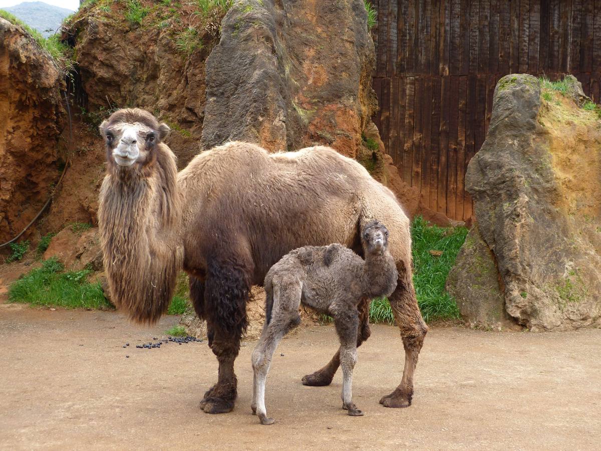 El Parque de la Naturaleza de Cabárceno (Cantabria)