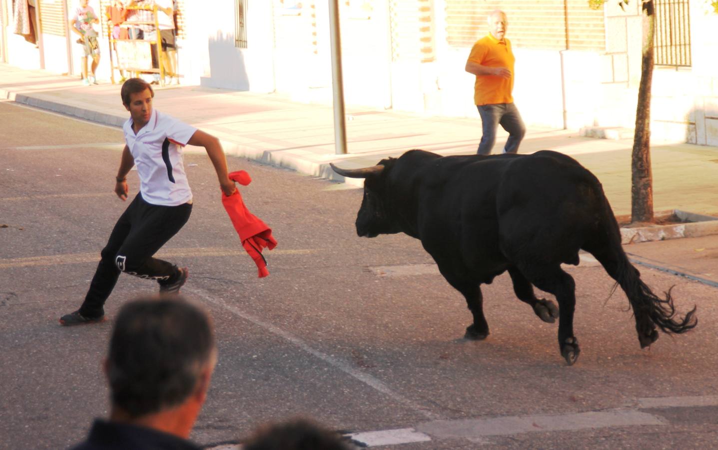 Toros de cajón en Valdestillas