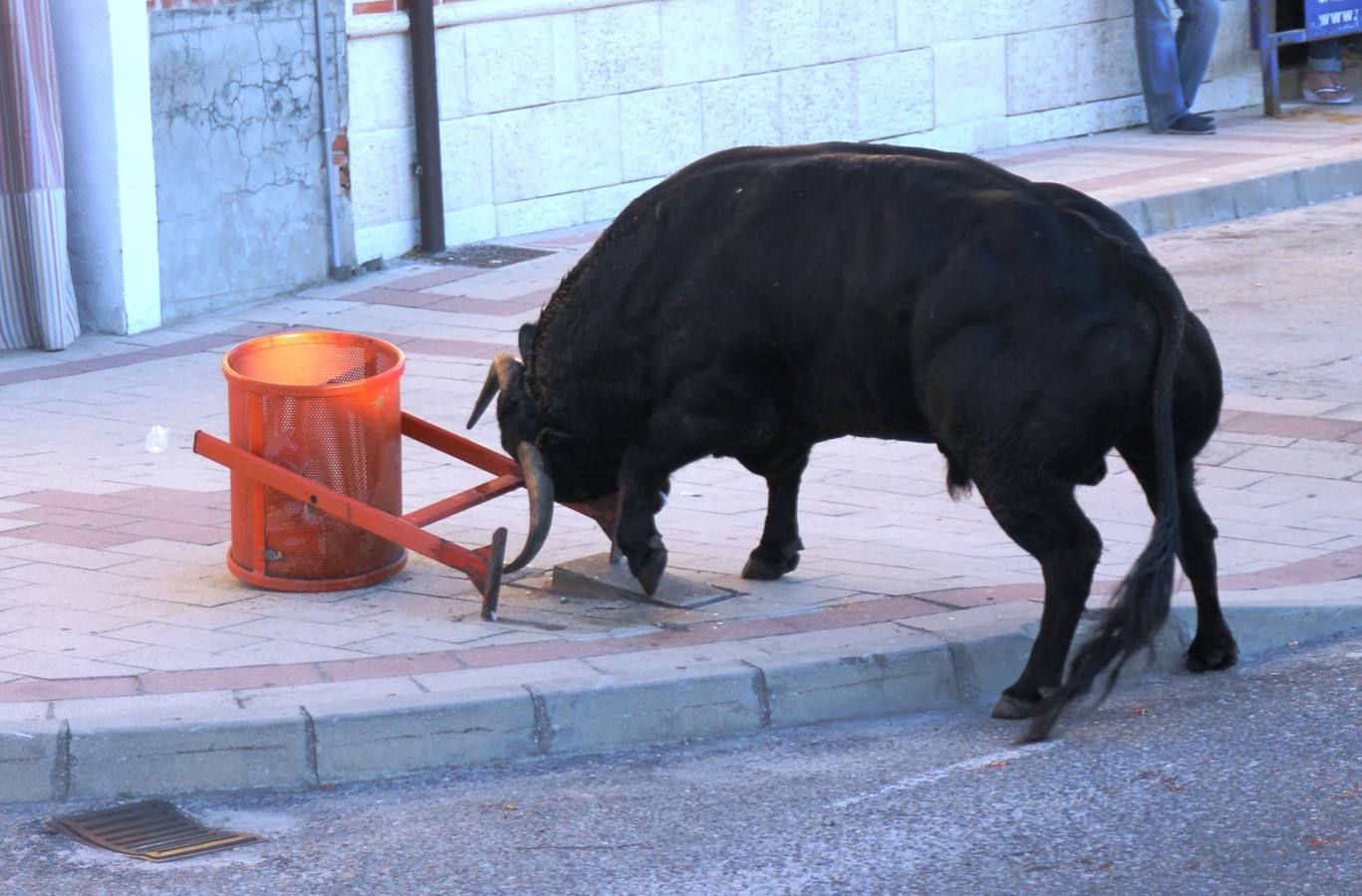 Toros de cajón en Valdestillas
