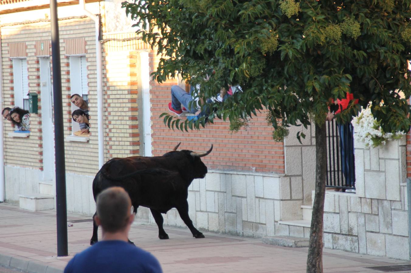 Toros de cajón en Valdestillas