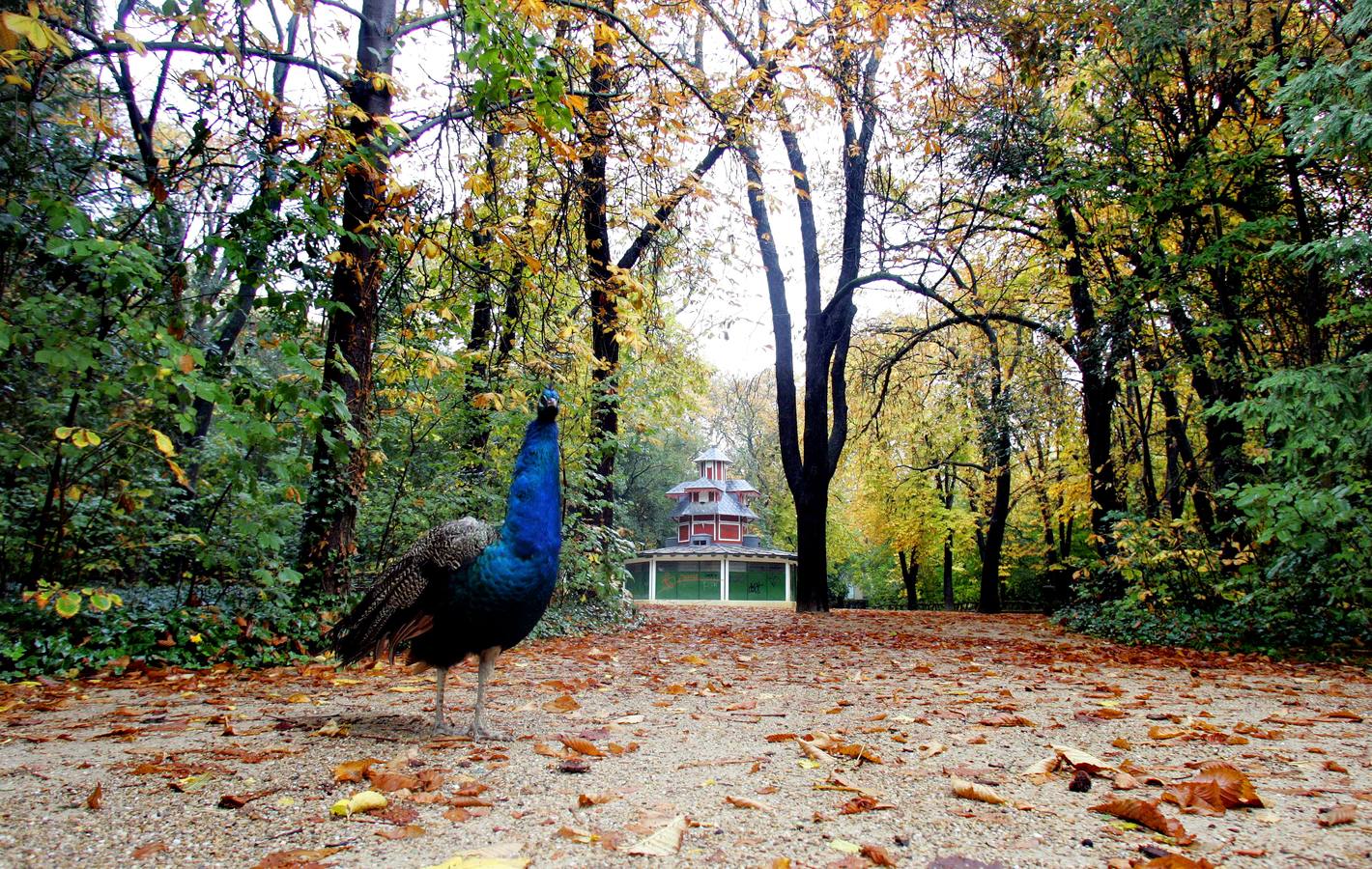 Otoño en el Campo Grande de Valladolid.
