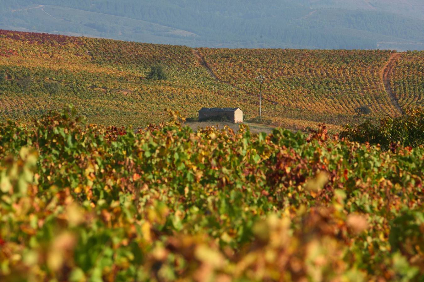 Otoño en El Bierzo (León).