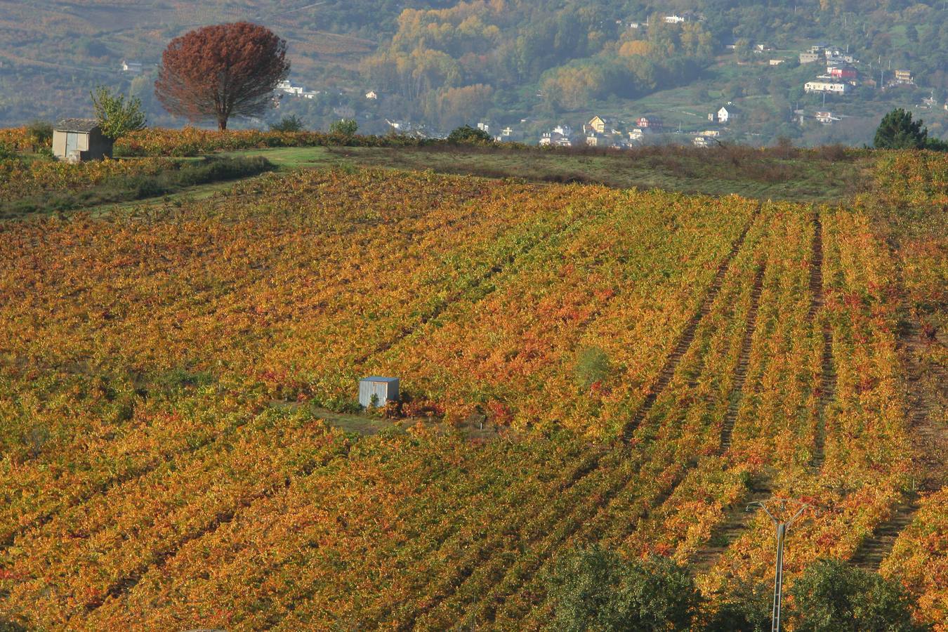 Otoño en El Bierzo (León)
