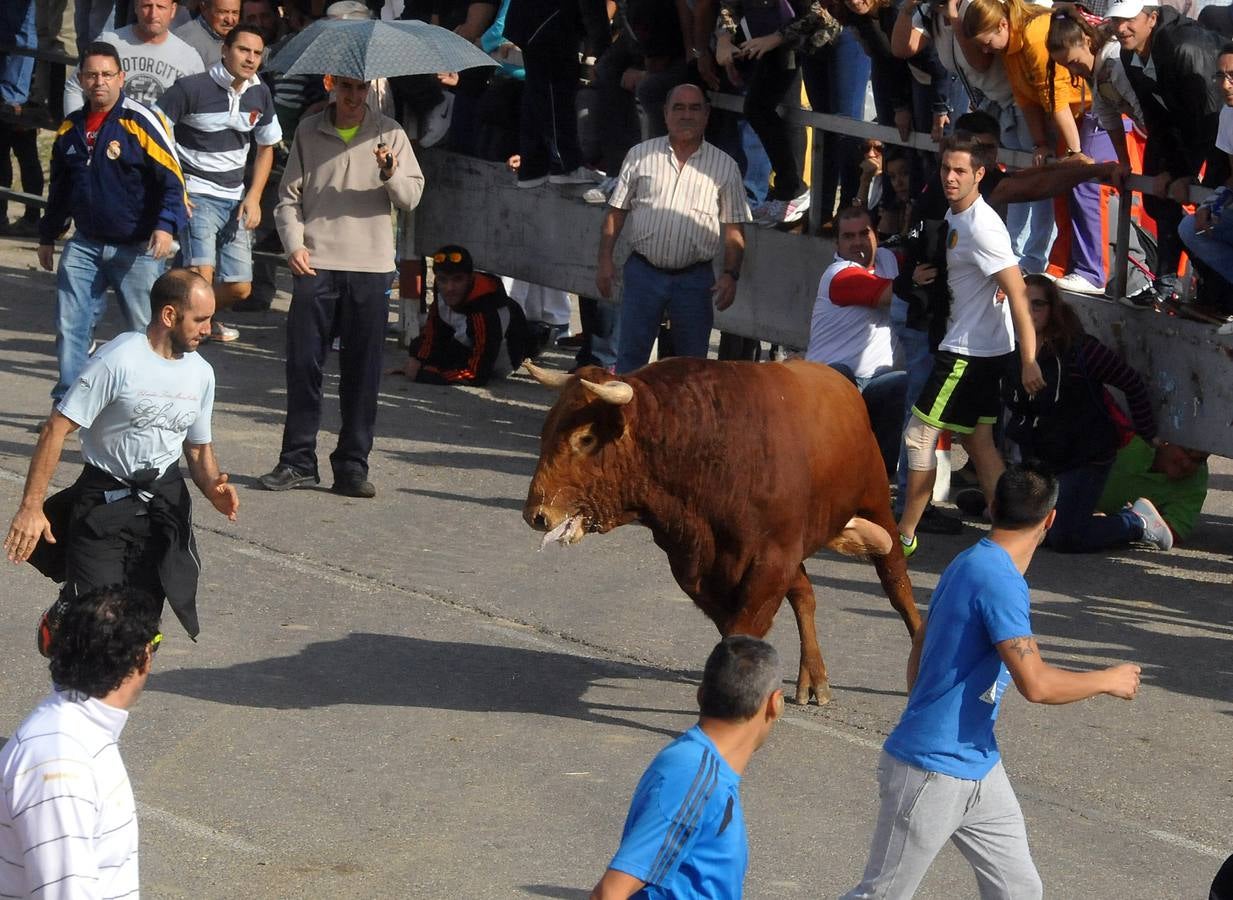 Segundo encierro de las fiestas de Olmedo 2015