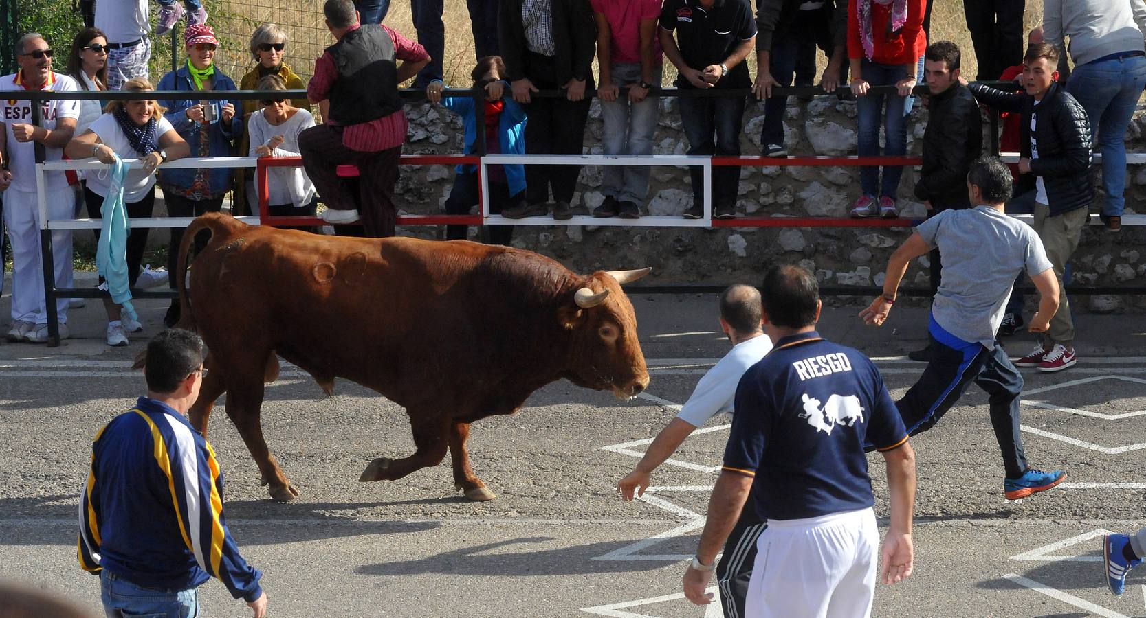 Segundo encierro de las fiestas de Olmedo 2015