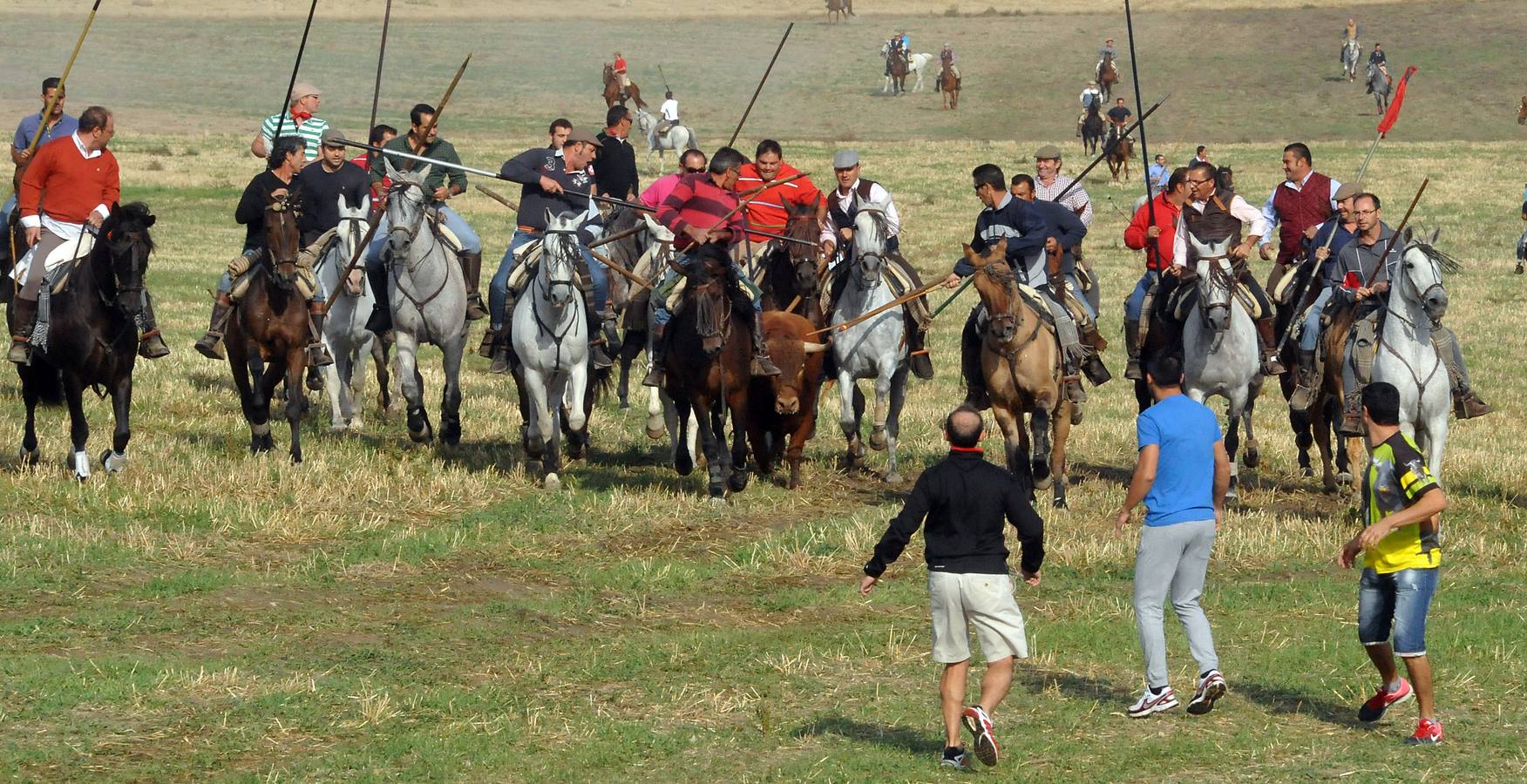 Segundo encierro de las fiestas de Olmedo 2015