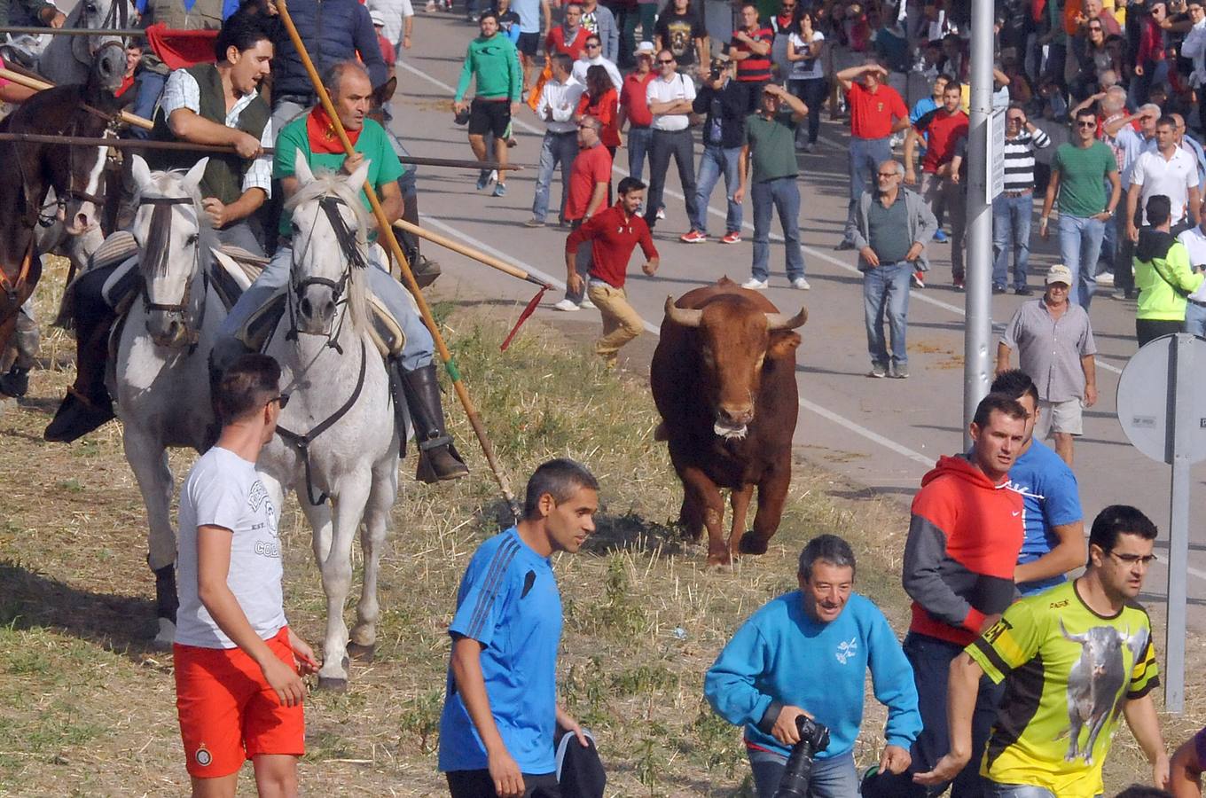 Segundo encierro de las fiestas de Olmedo 2015