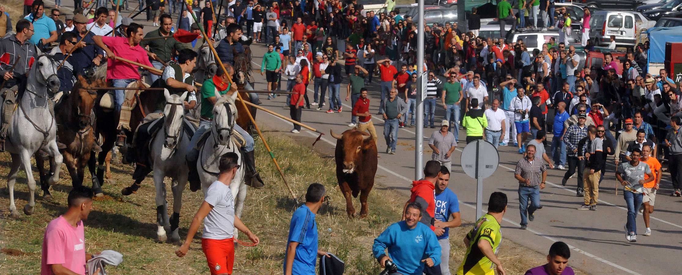 Segundo encierro de las fiestas de Olmedo 2015