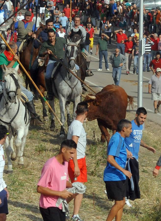 Segundo encierro de las fiestas de Olmedo 2015