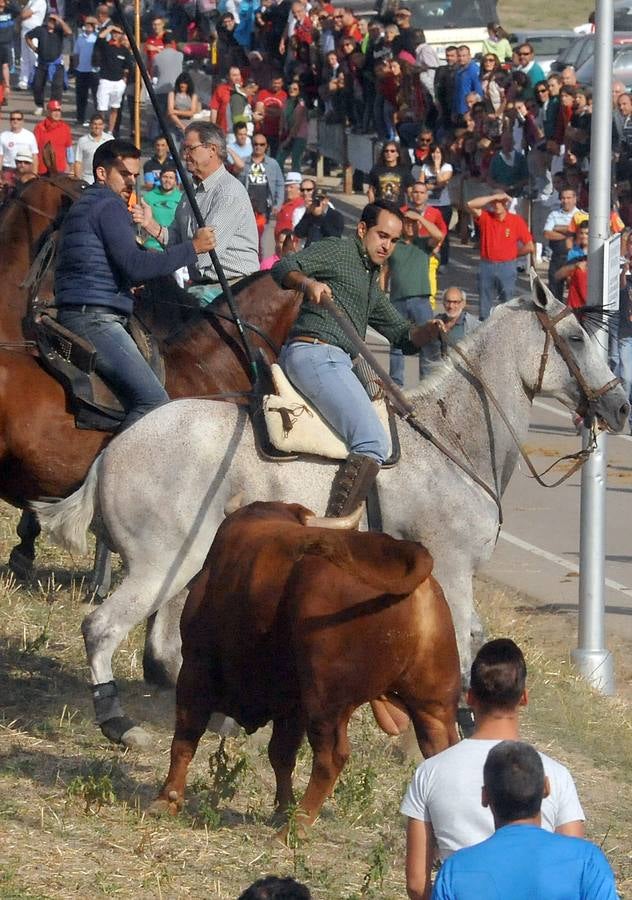 Segundo encierro de las fiestas de Olmedo 2015