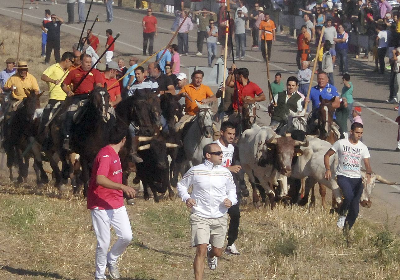 Tercer encierro de las Fiestas de Olmedo 2015