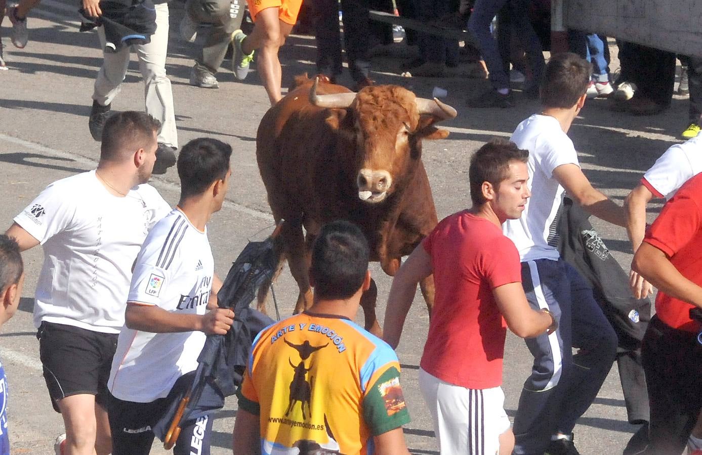 Tercer encierro de las Fiestas de Olmedo 2015