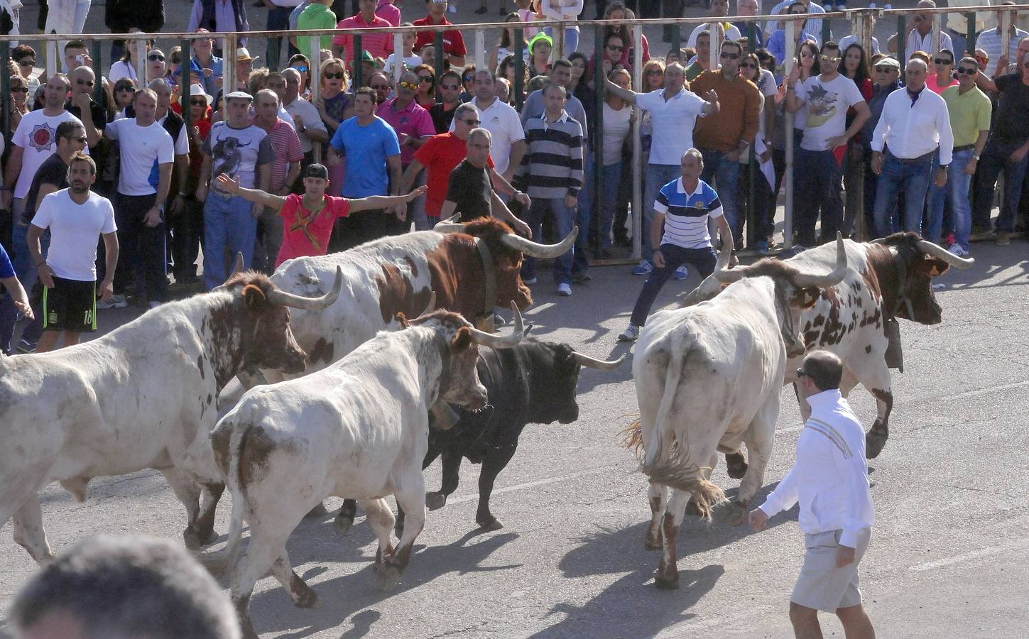 Tercer encierro de las Fiestas de Olmedo 2015