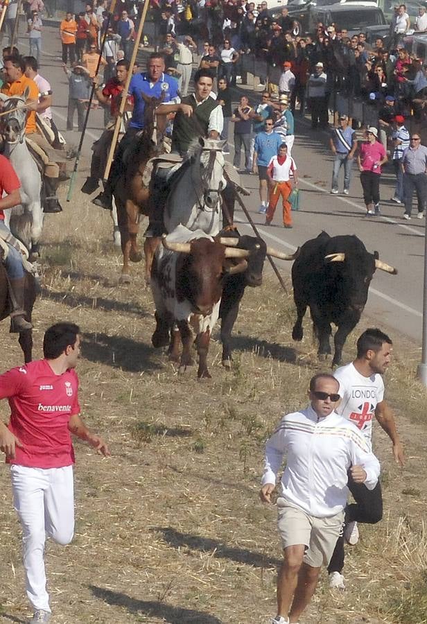 Tercer encierro de las Fiestas de Olmedo 2015