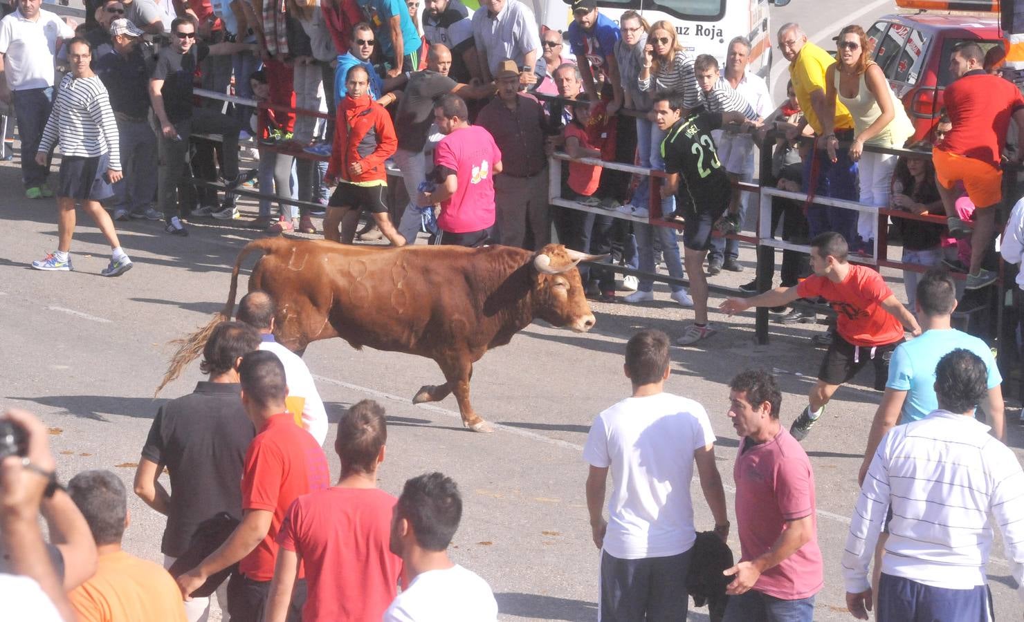 Tercer encierro de las Fiestas de Olmedo 2015
