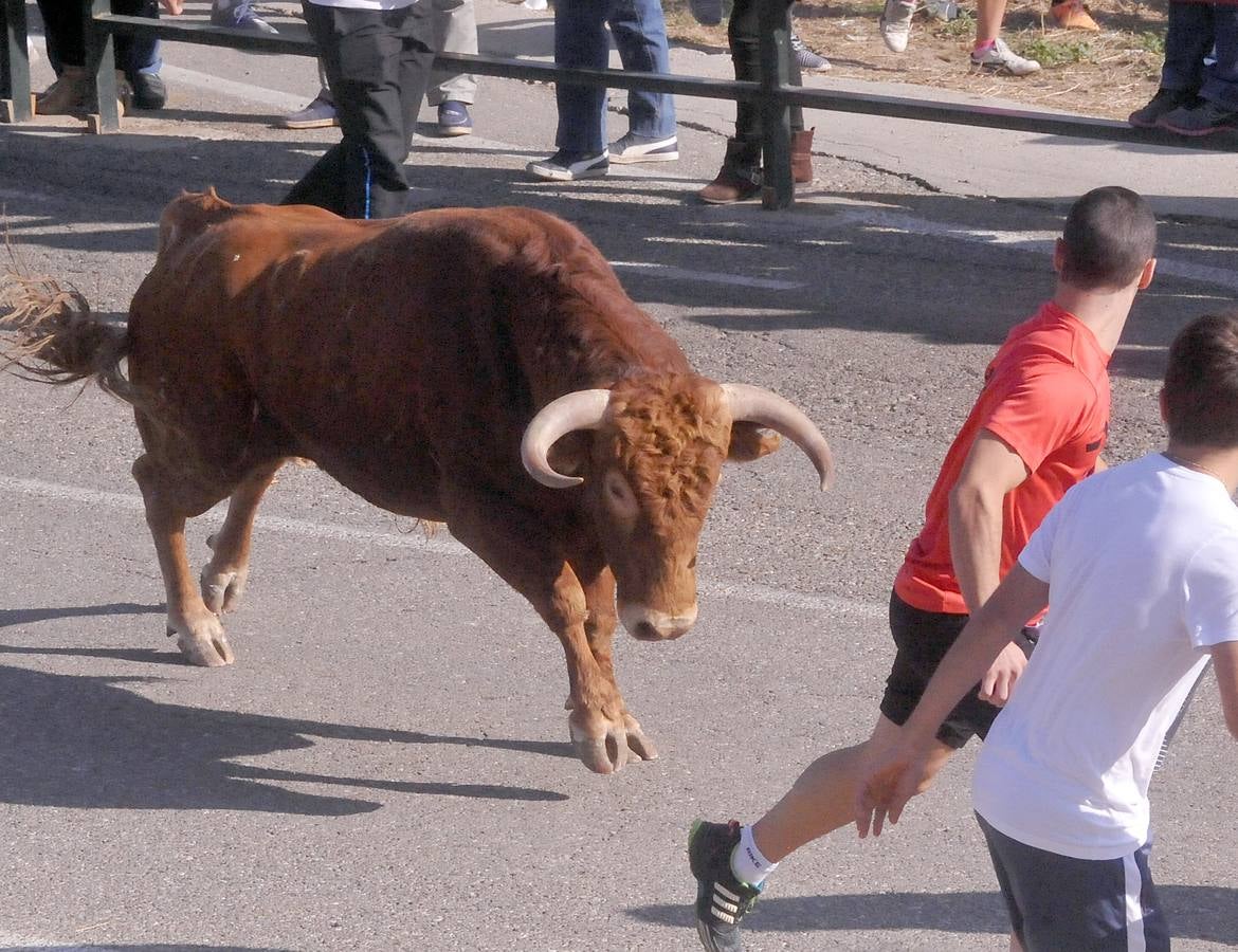 Tercer encierro de las Fiestas de Olmedo 2015