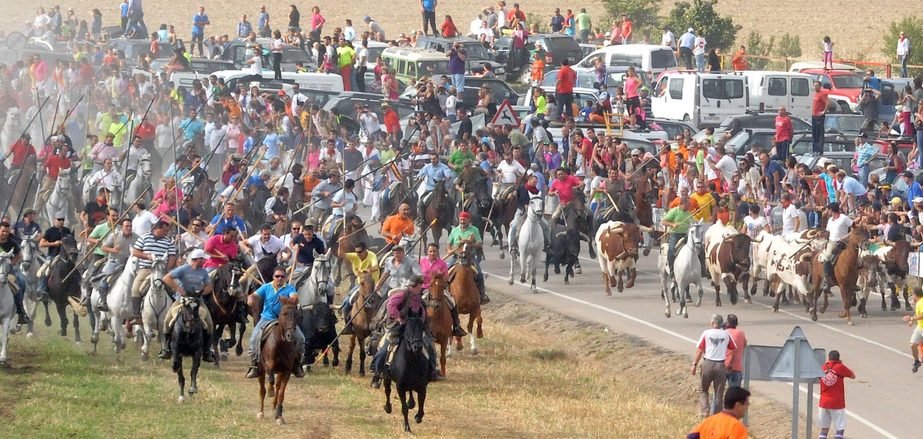 Último encierro de la fiestas de Olmedo 2015