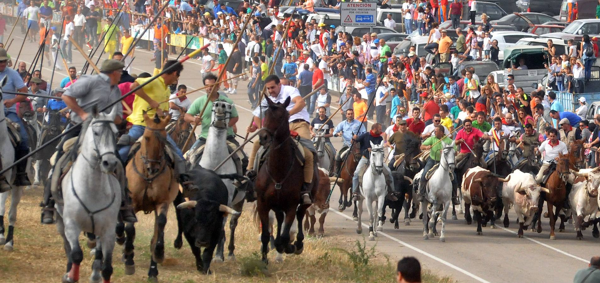 Último encierro de la fiestas de Olmedo 2015